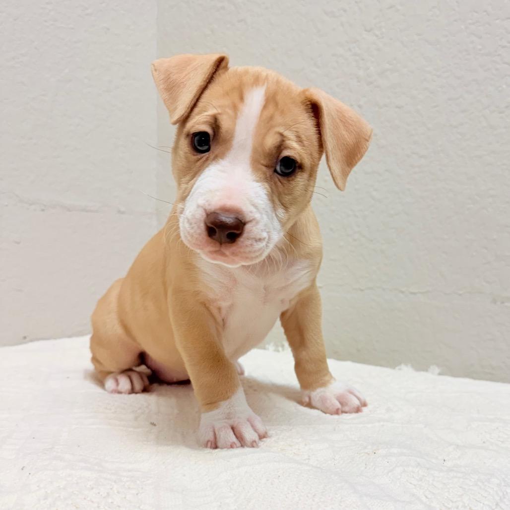 Enlarge 228 (2026) Venus, a Adoptable mixed breed in Parker, CO image 4/4