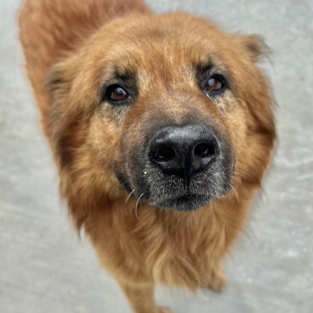 Enlarge Uncle Tito, a Adoptable Chow Chow in Birmingham, AL image 1/3