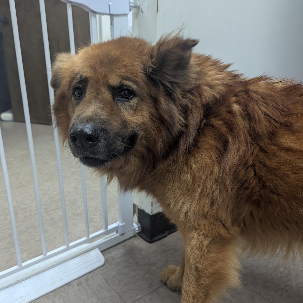 Enlarge Uncle Tito, a Adoptable Chow Chow in Birmingham, AL image 2/3