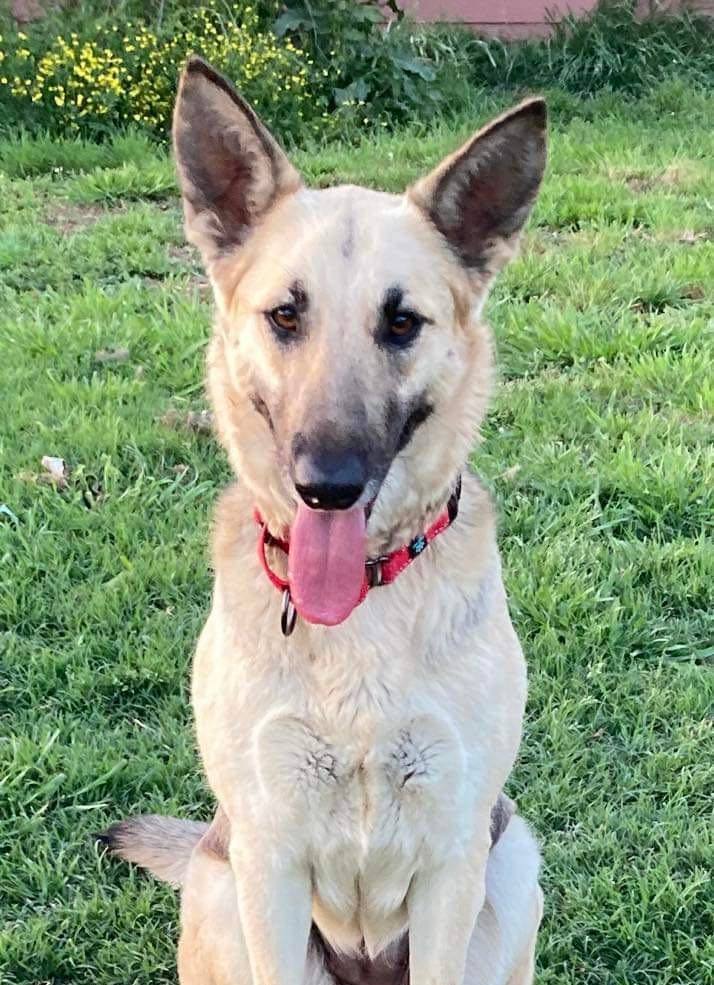 Stevia, a Adoptable German Shepherd Dog in Brookshire, TX image 1/3