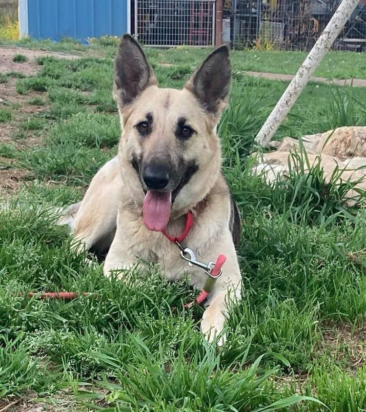 Stevia, a Adoptable German Shepherd Dog in Brookshire, TX image 2/3