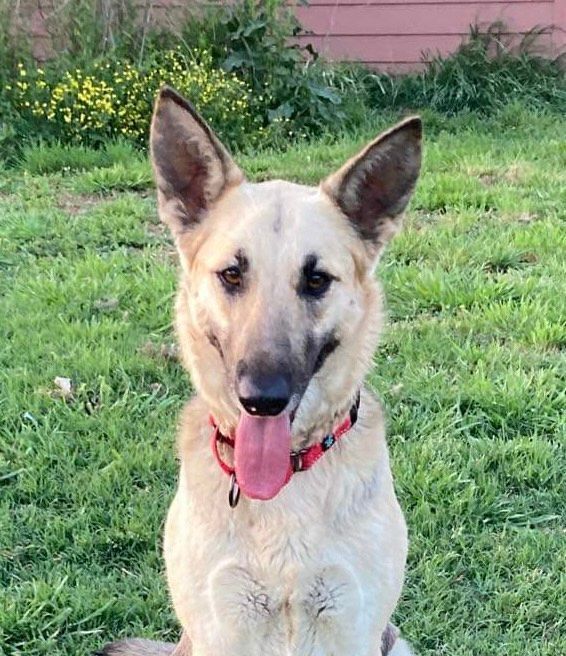 Stevia, a Adoptable German Shepherd Dog in Brookshire, TX image 3/3
