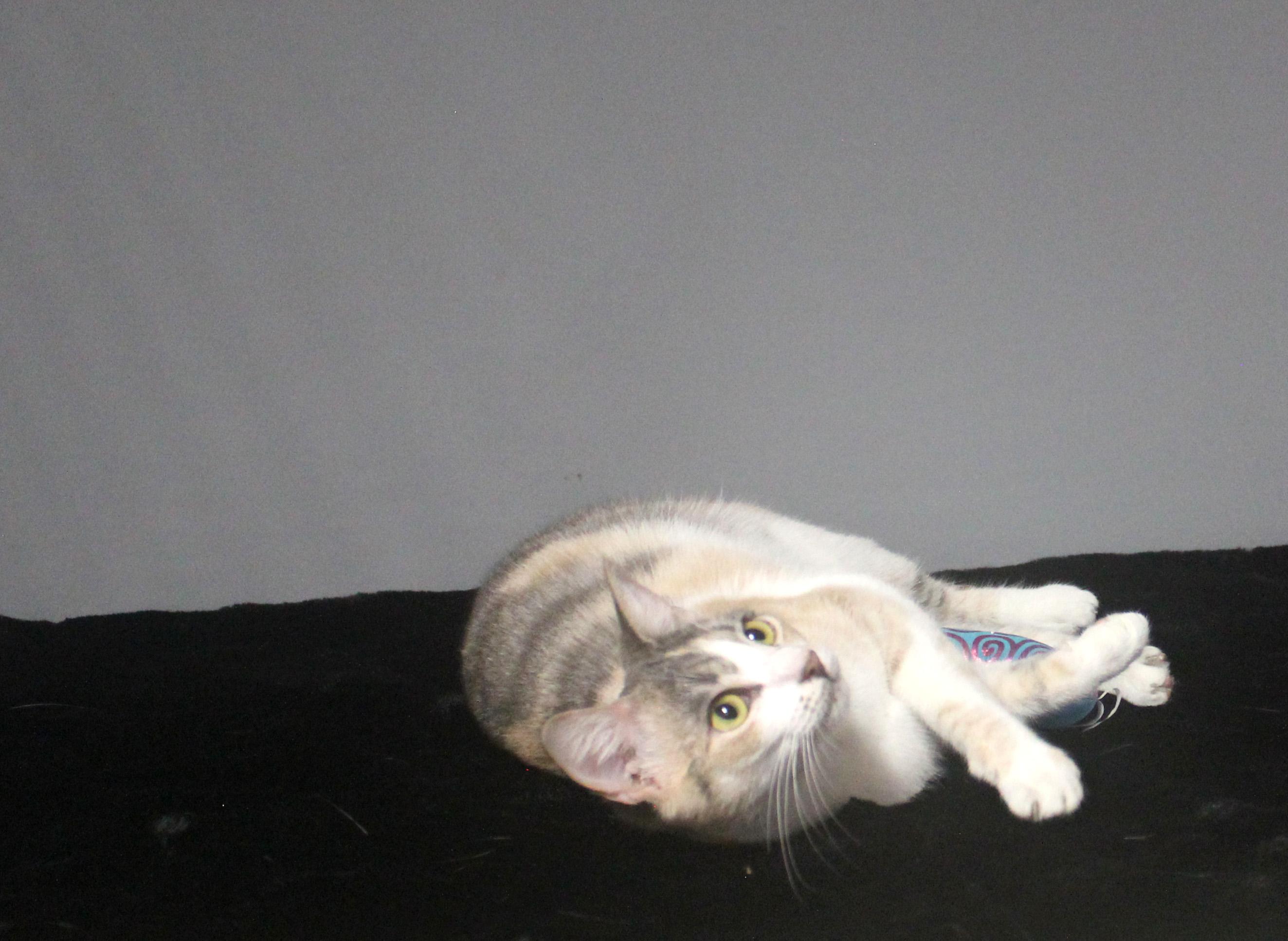 CLAWDIA, a Adoptable Domestic Short Hair in Floral City, FL image 1/6