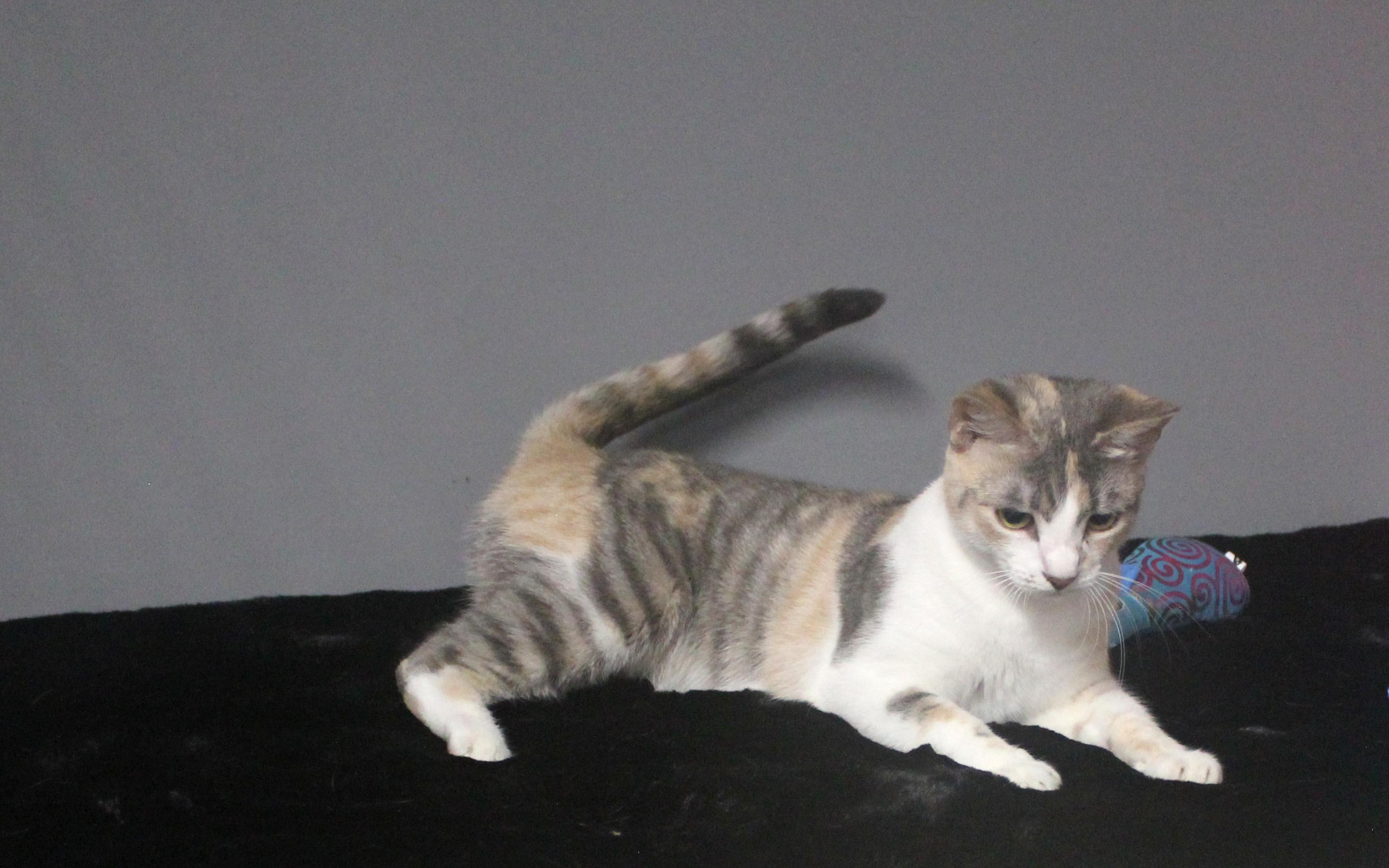 CLAWDIA, a Adoptable Domestic Short Hair in Floral City, FL image 2/6