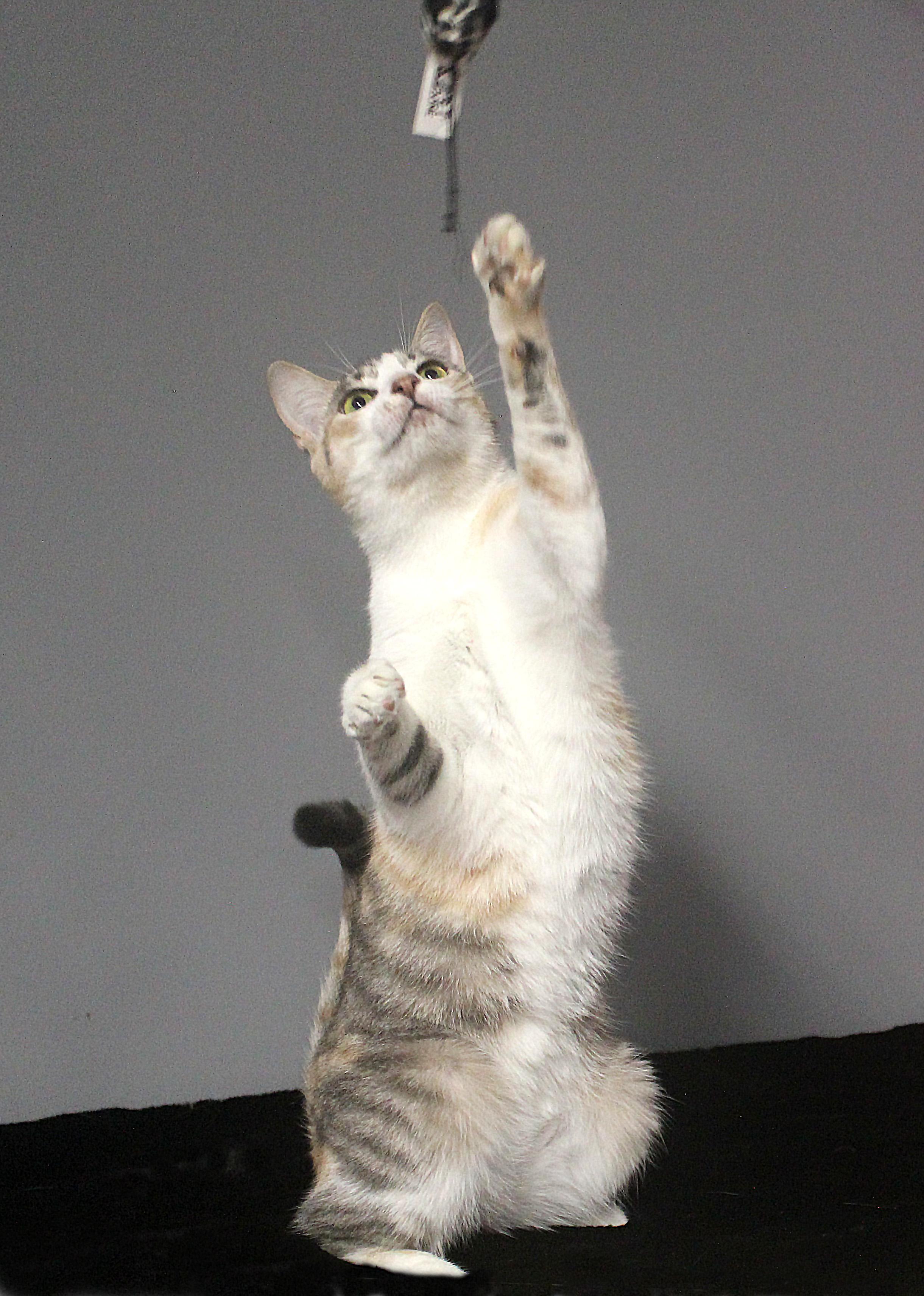 CLAWDIA, a Adoptable Domestic Short Hair in Floral City, FL image 3/6