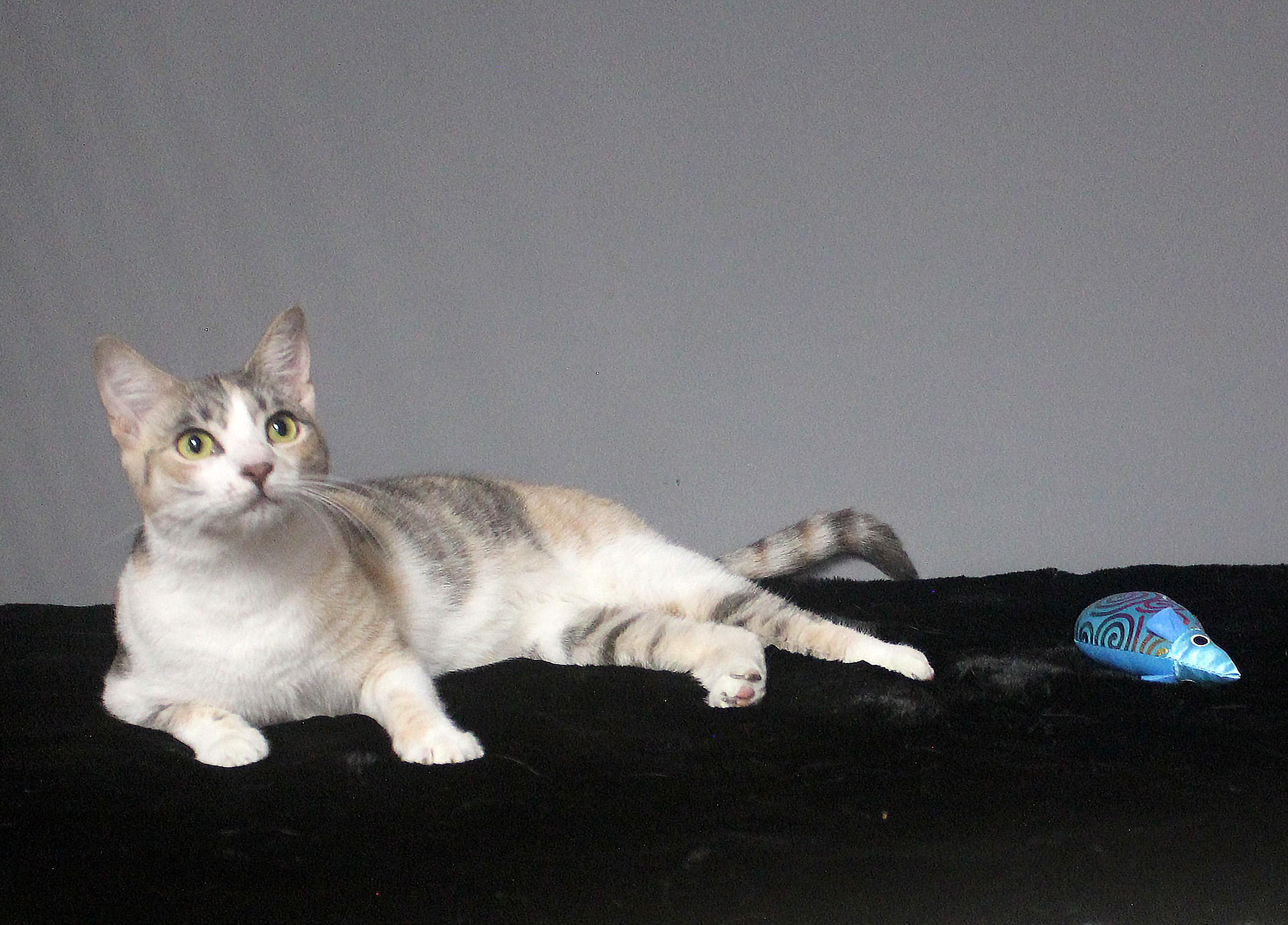 CLAWDIA, a Adoptable Domestic Short Hair in Floral City, FL image 4/6