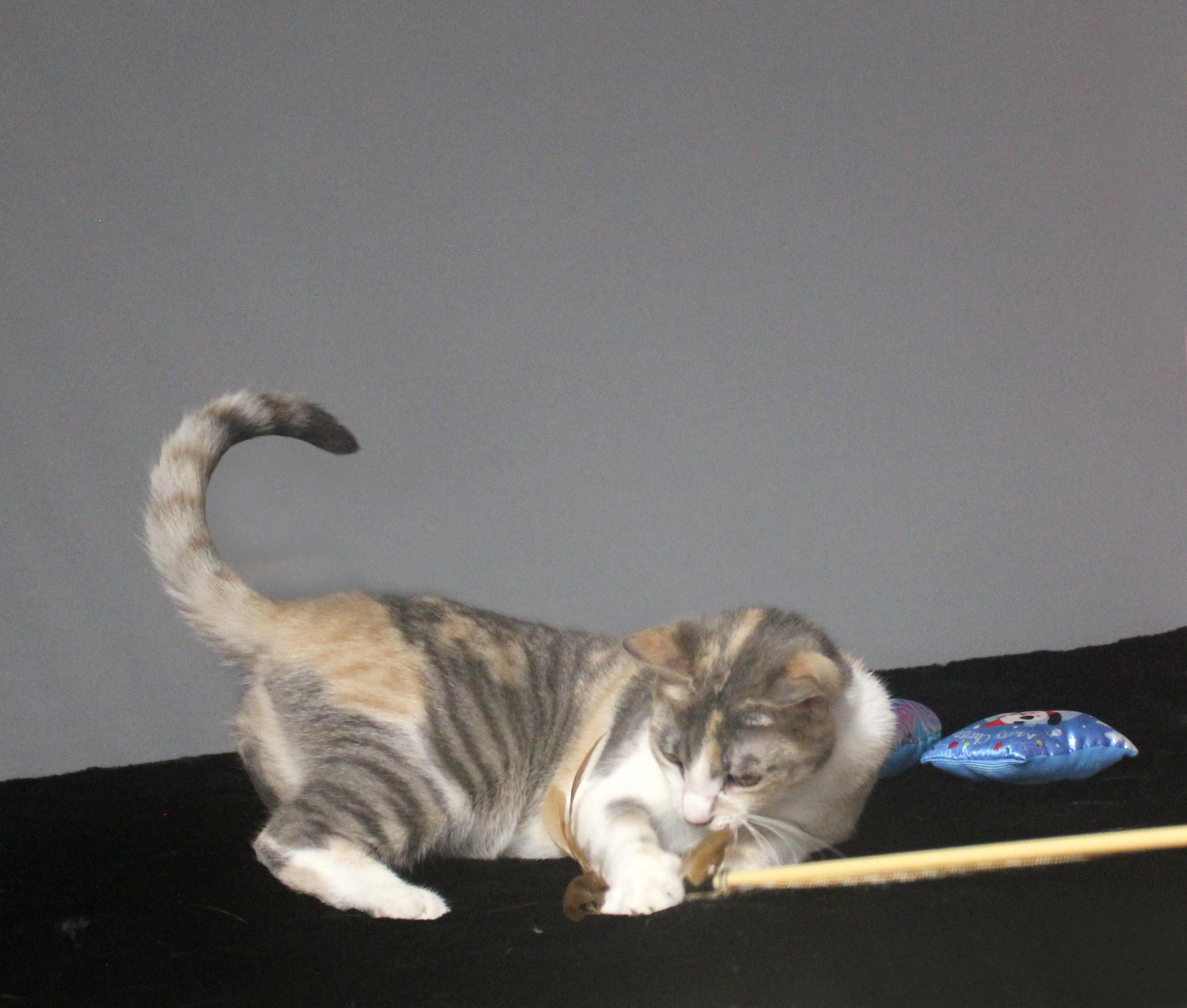 CLAWDIA, a Adoptable Domestic Short Hair in Floral City, FL image 5/6