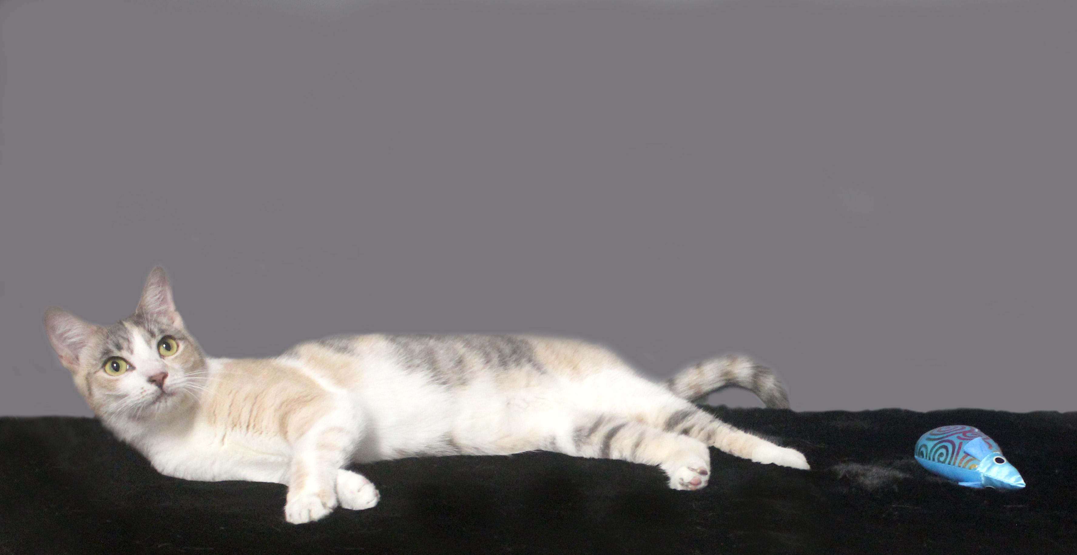 CLAWDIA, a Adoptable Domestic Short Hair in Floral City, FL image 6/6