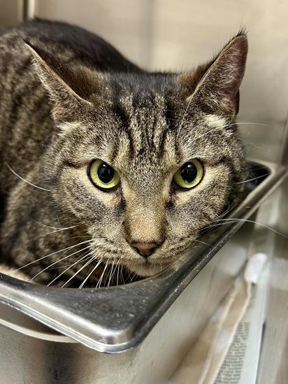 Mild Chungus, Adoptable, Adult Male Domestic Short Hair.