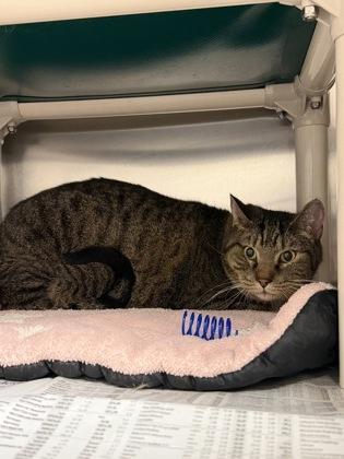 Enlarge Mild Chungus, a Adoptable mixed breed in Wichita, KS image 2/2