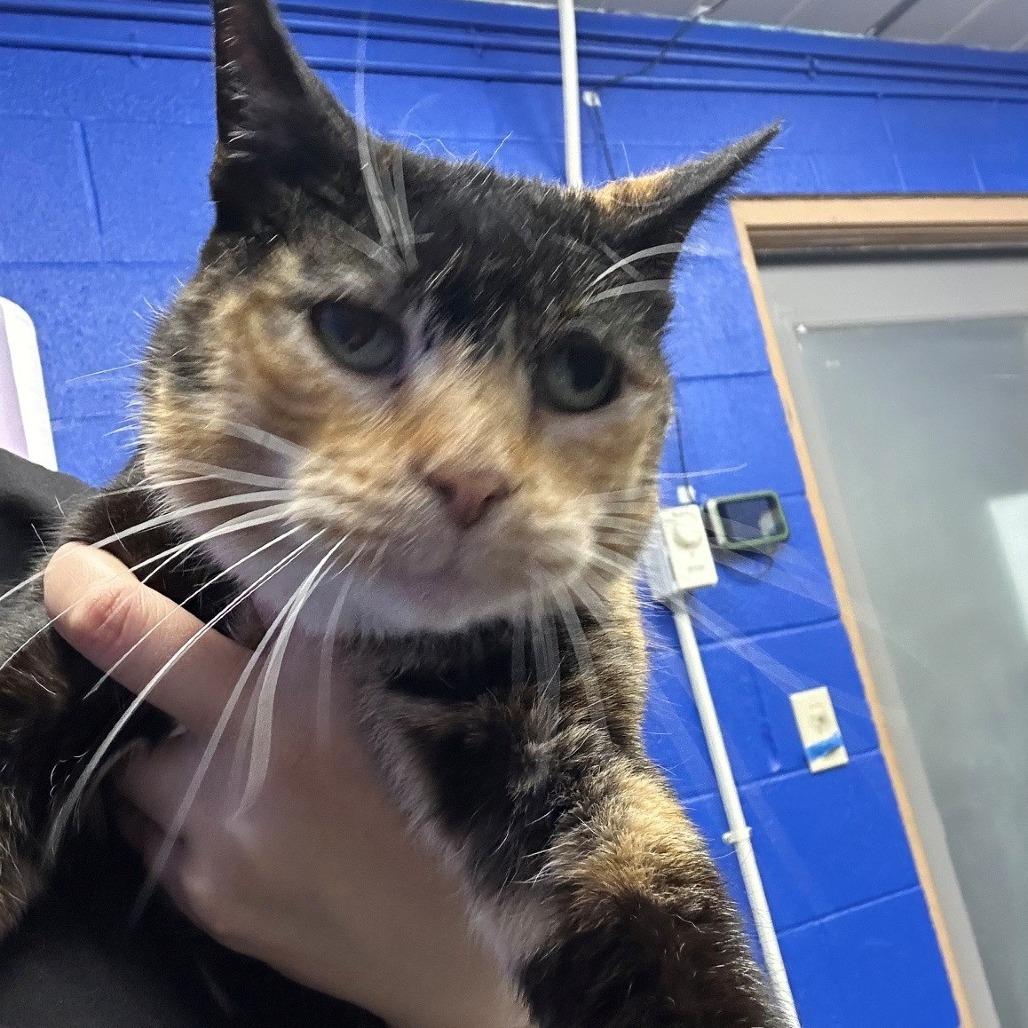 Snickers, Adoptable, Senior Female Domestic Short Hair.