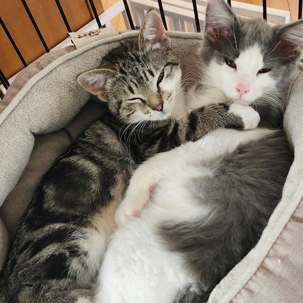 Nova & Scout - Bonded Pair, ADOPTABLE, Kitten Male Domestic Short Hair.