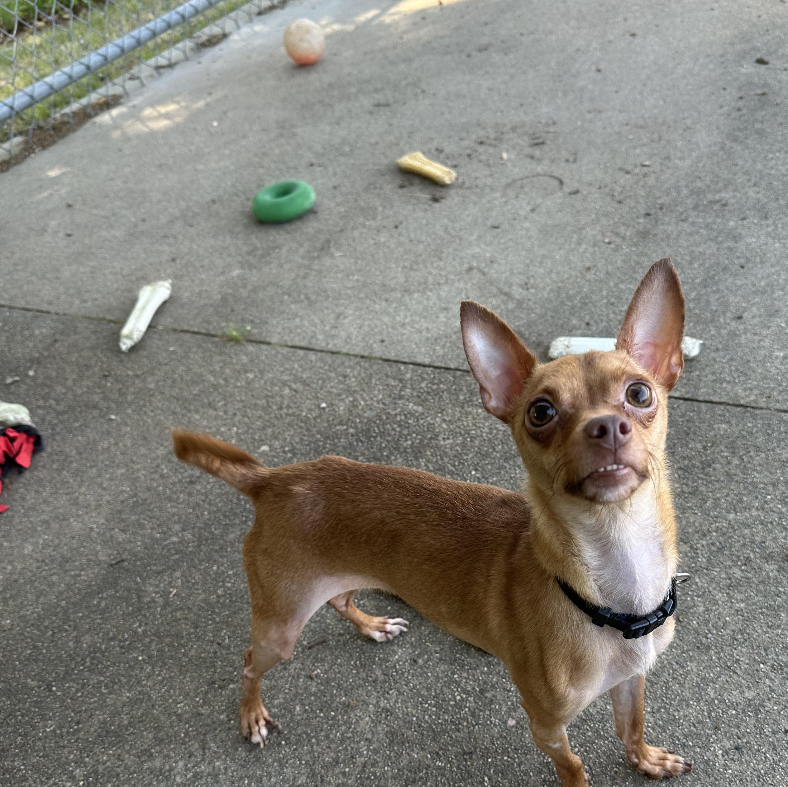 Woods, a ADOPTABLE mixed breed in Warwick, RI image 2/3
