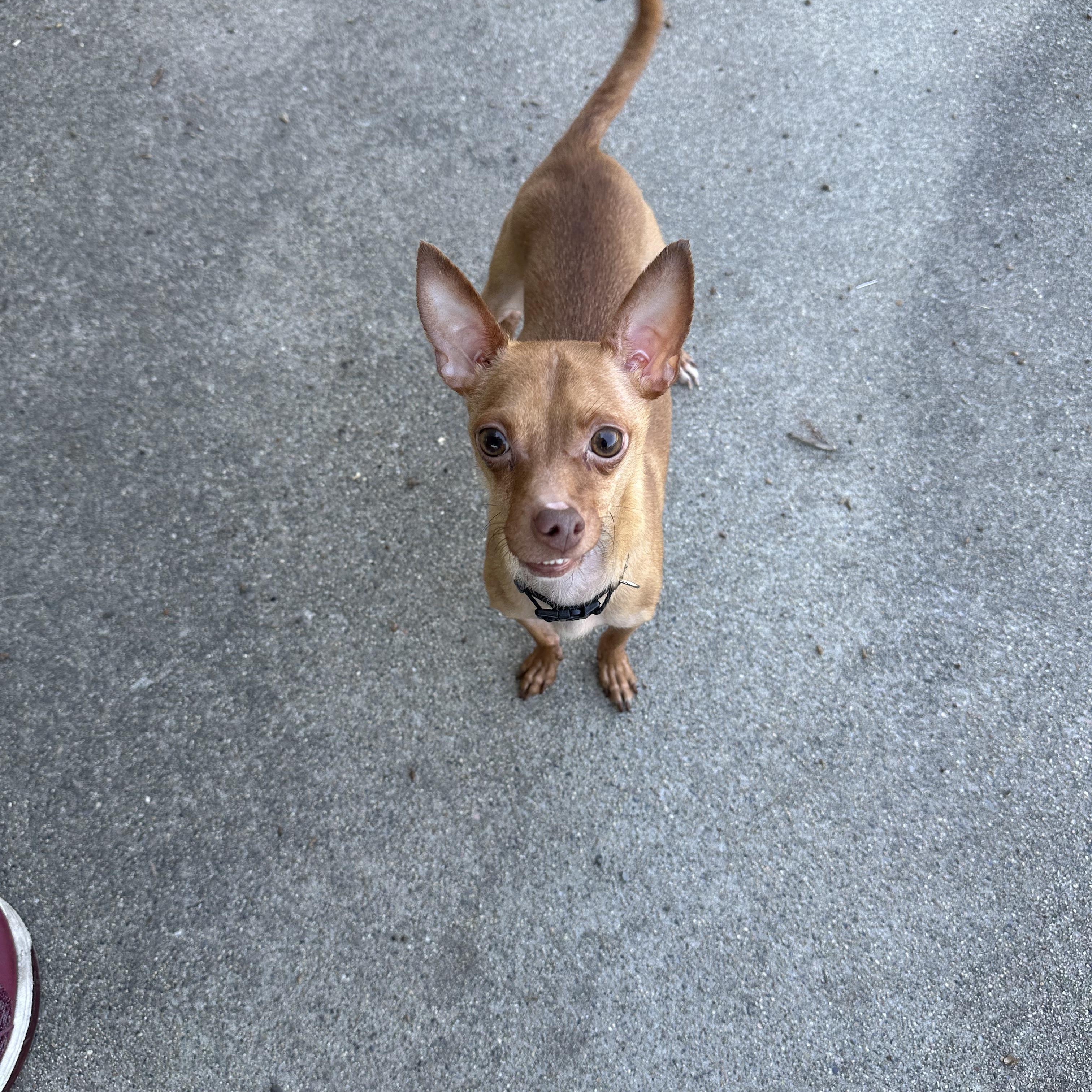 Woods, ADOPTABLE, Adult Male Chihuahua & Miniature Pinscher.