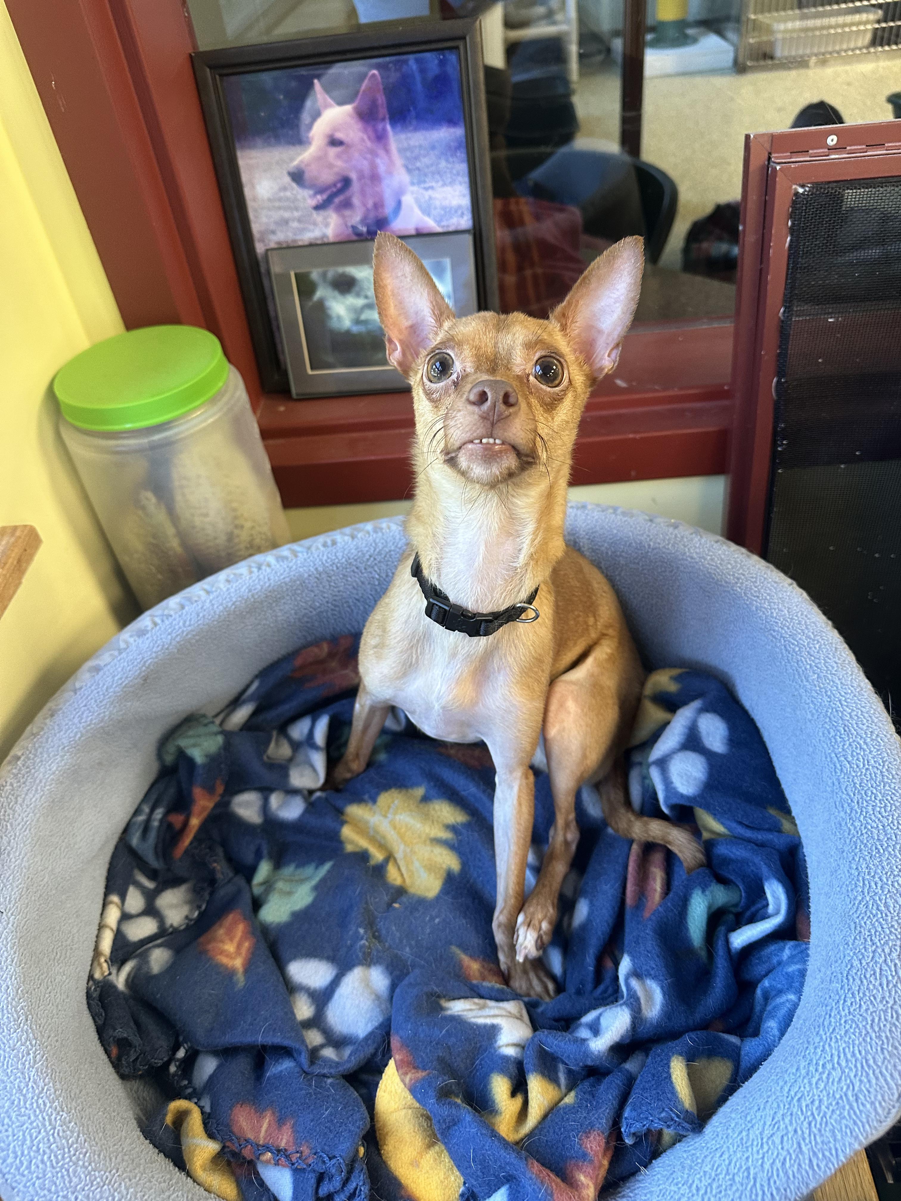 Woods, a ADOPTABLE mixed breed in Warwick, RI image 3/3