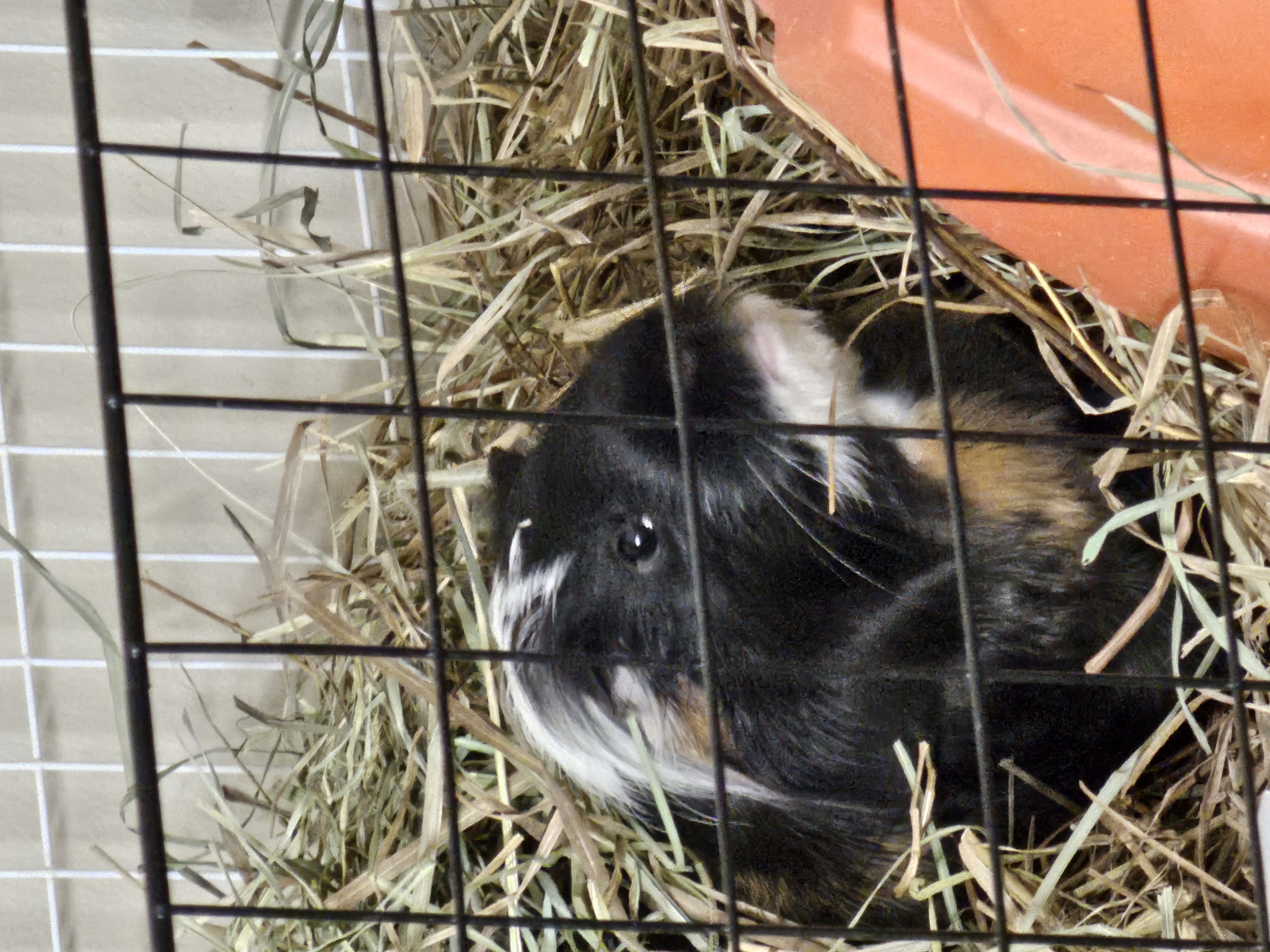 Enlarge Pepper and Marshall, a Adoptable mixed breed in Kanata, ON image 2/6