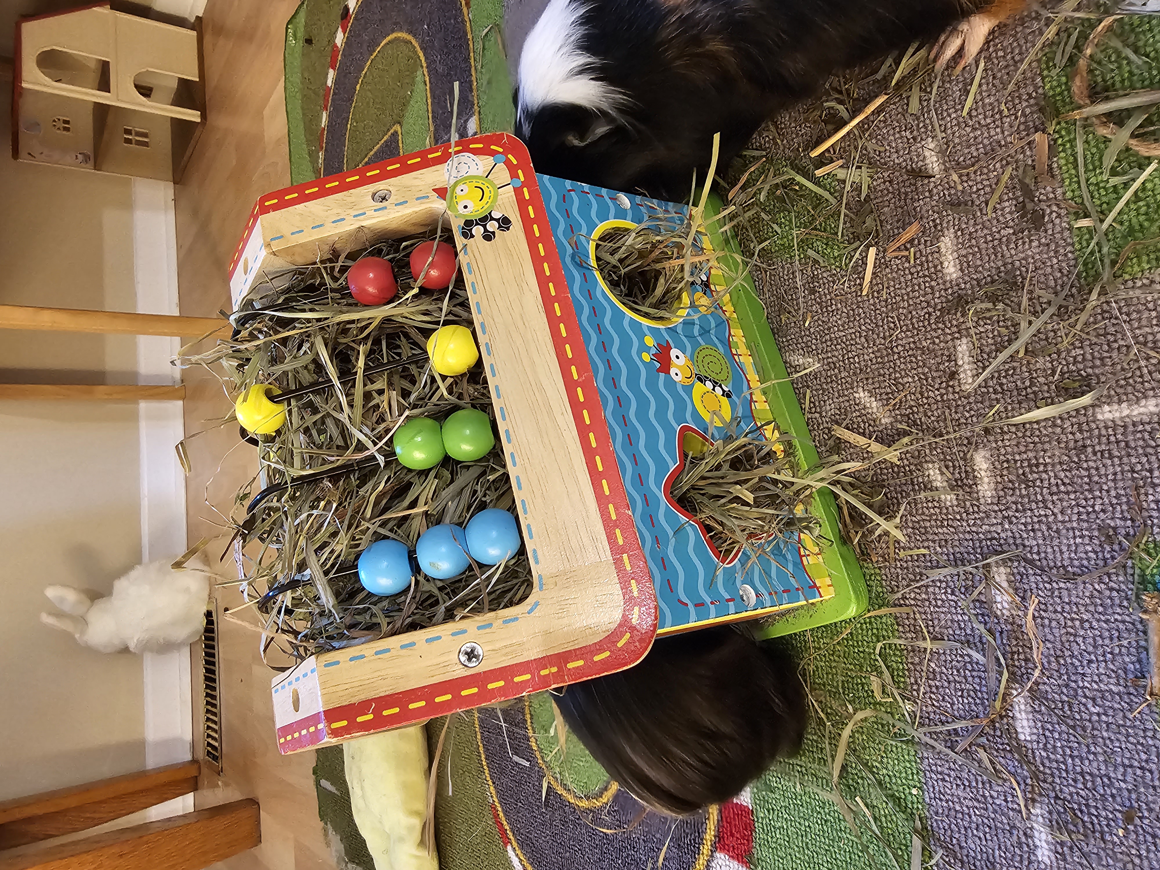 Enlarge Pepper and Marshall, a Adoptable mixed breed in Kanata, ON image 3/6