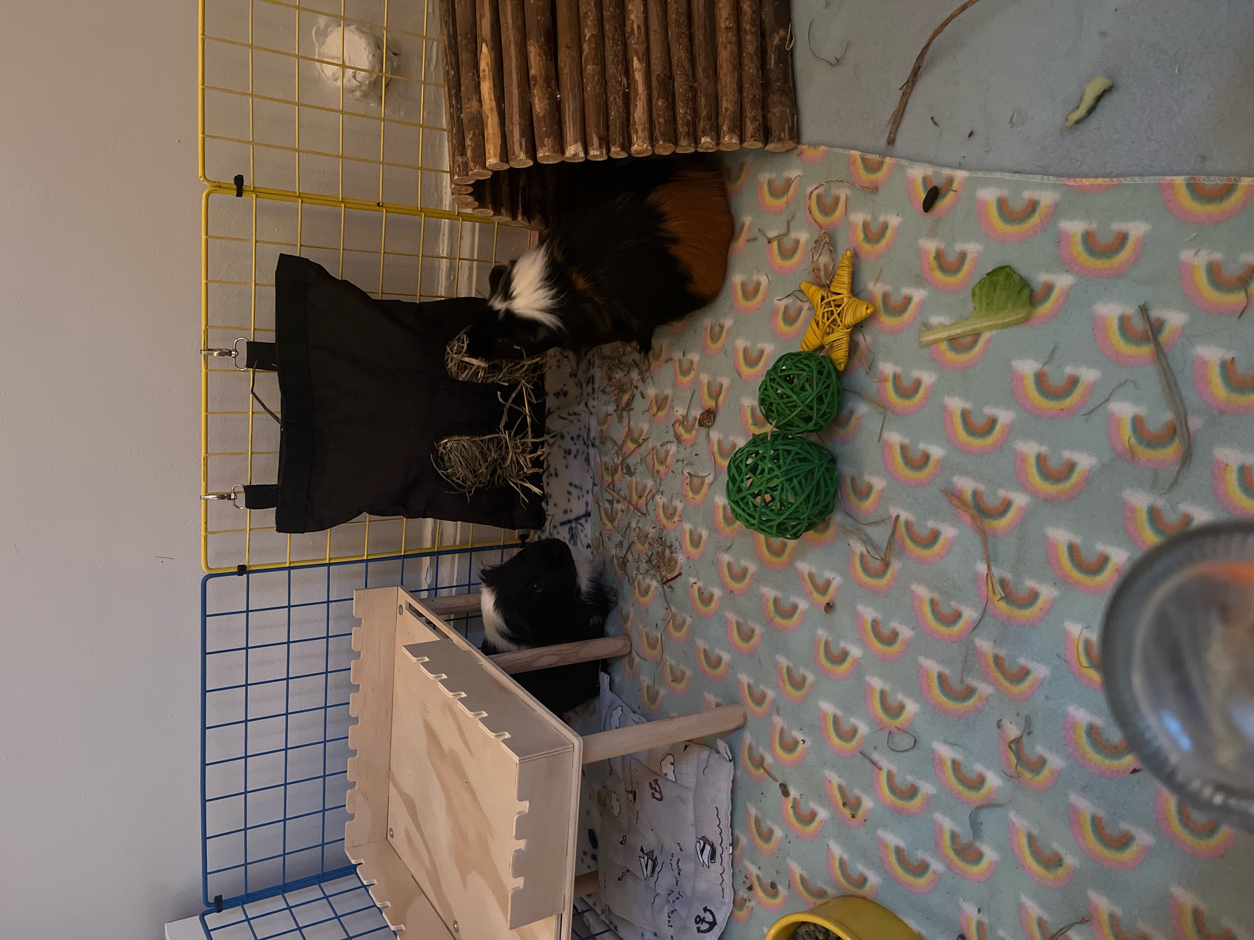 Enlarge Pepper and Marshall, a Adoptable mixed breed in Kanata, ON image 4/6