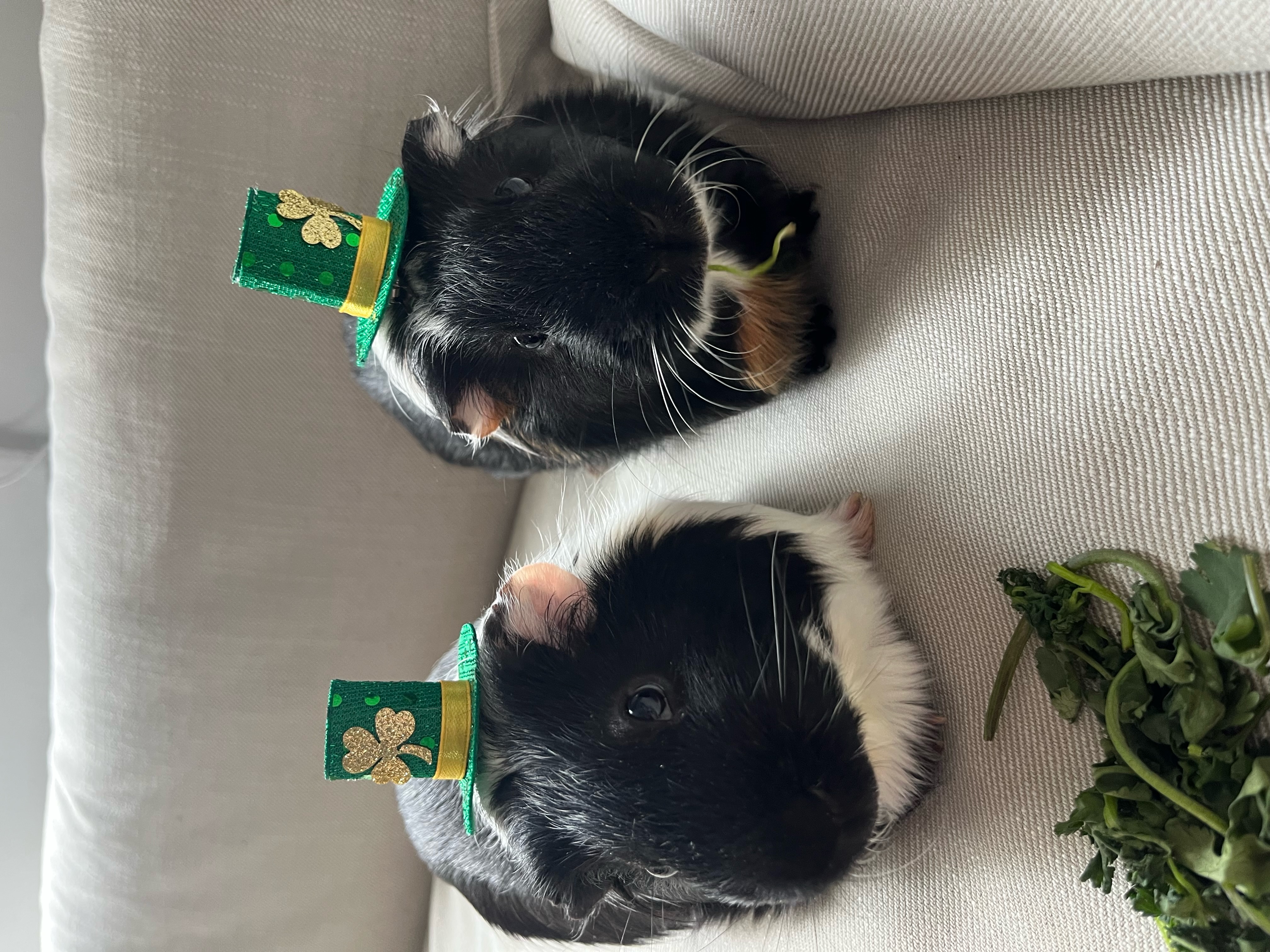 Enlarge Pepper and Marshall, a Adoptable mixed breed in Kanata, ON image 5/6