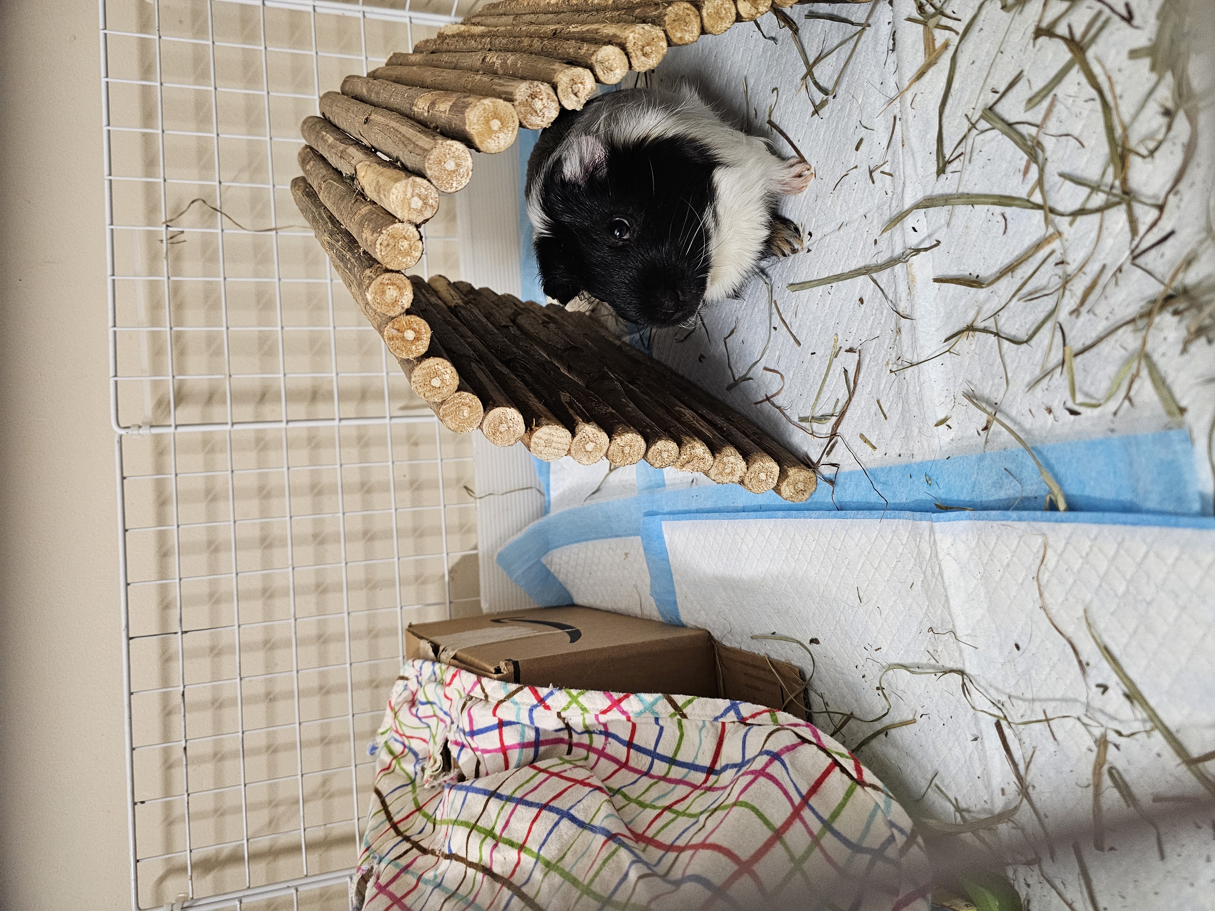 Enlarge Pepper and Marshall, a Adoptable mixed breed in Kanata, ON image 6/6