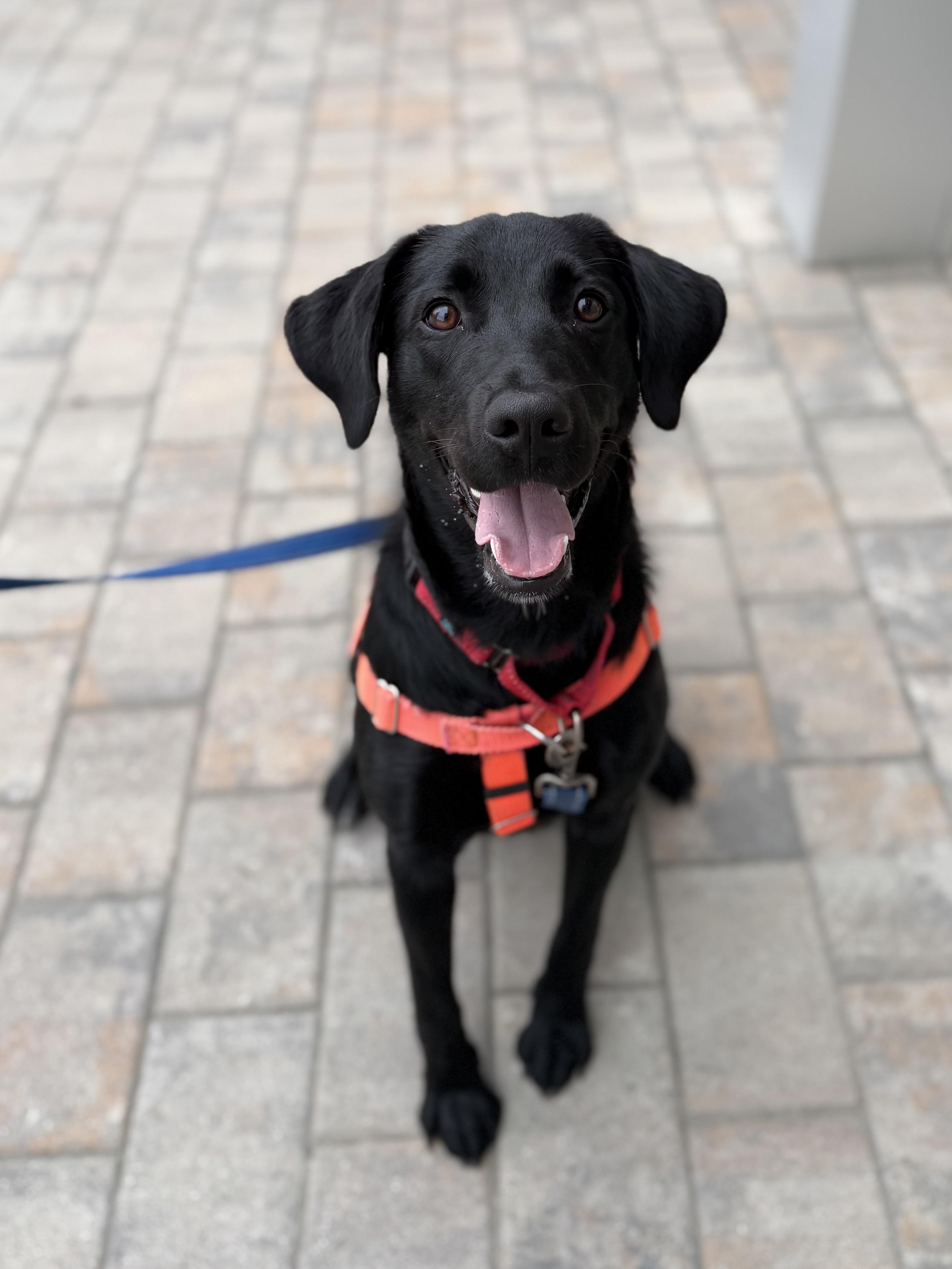 Valley, Adopted, Young Female Labrador Retriever.