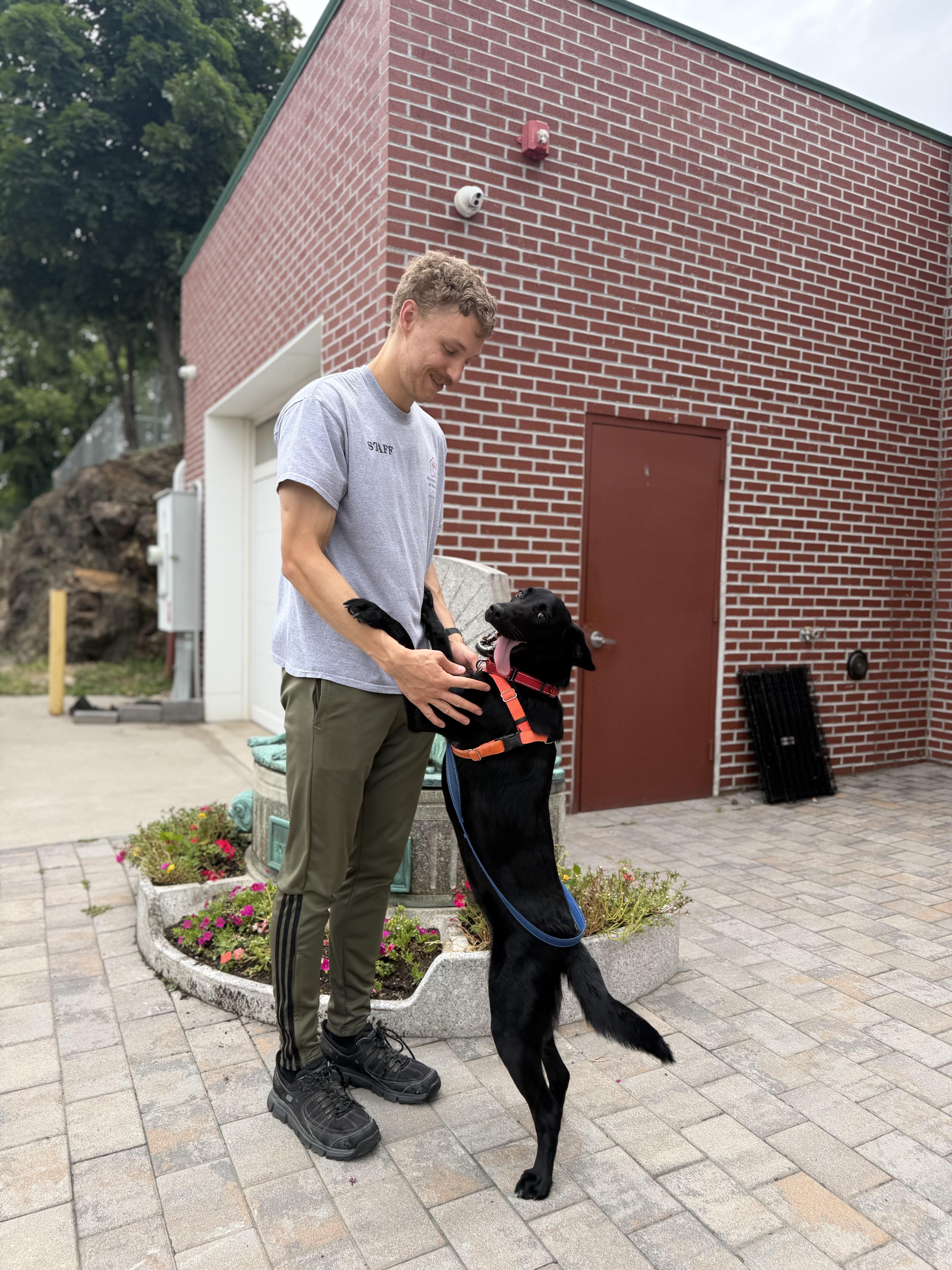 Enlarge Valley, a Adopted Labrador Retriever in New Rochelle, NY image 5/6