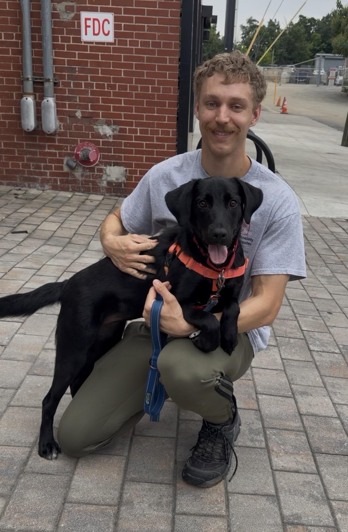 Enlarge Valley, a Adopted Labrador Retriever in New Rochelle, NY image 3/6