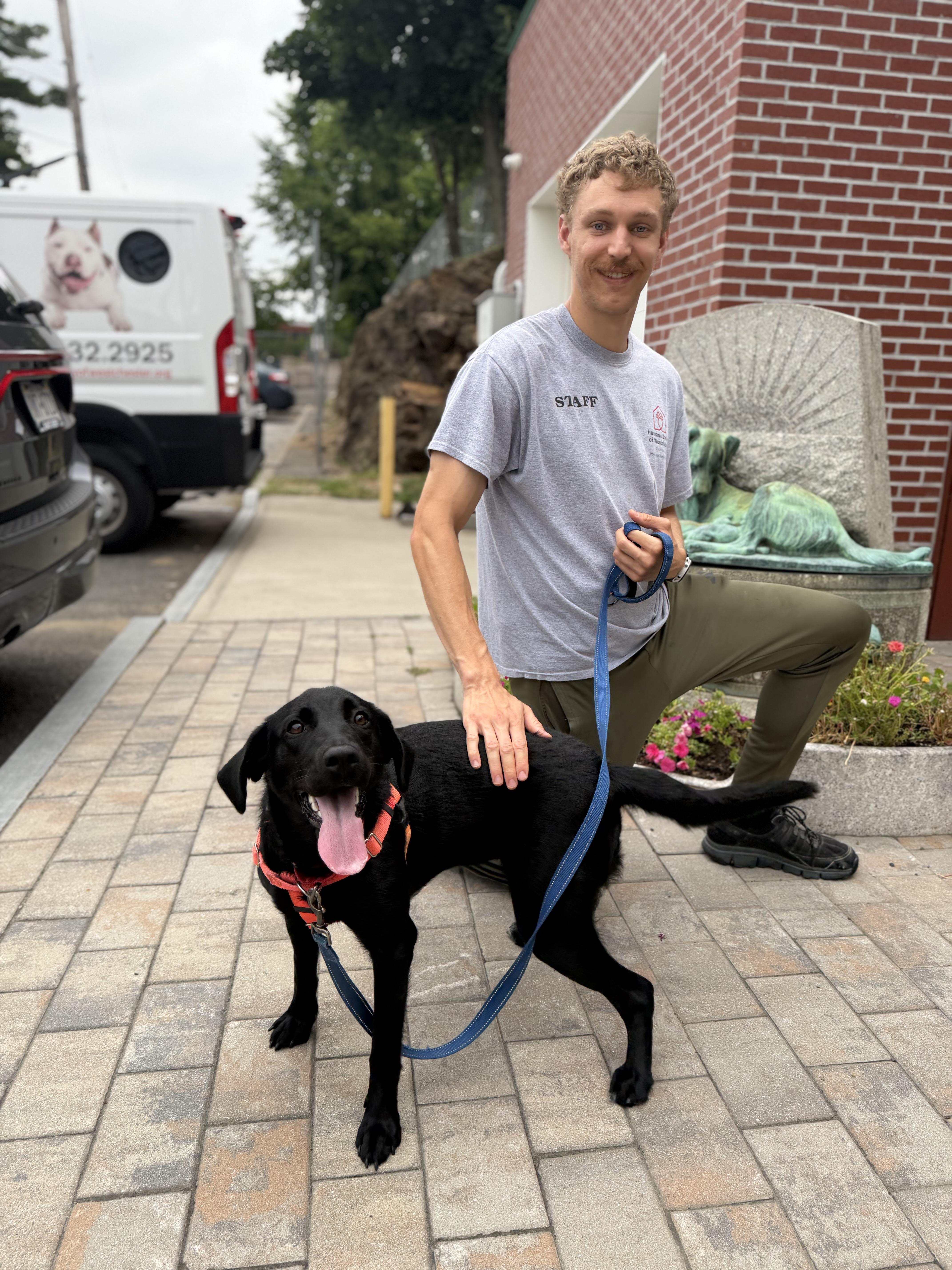 Enlarge Valley, a Adopted Labrador Retriever in New Rochelle, NY image 4/6
