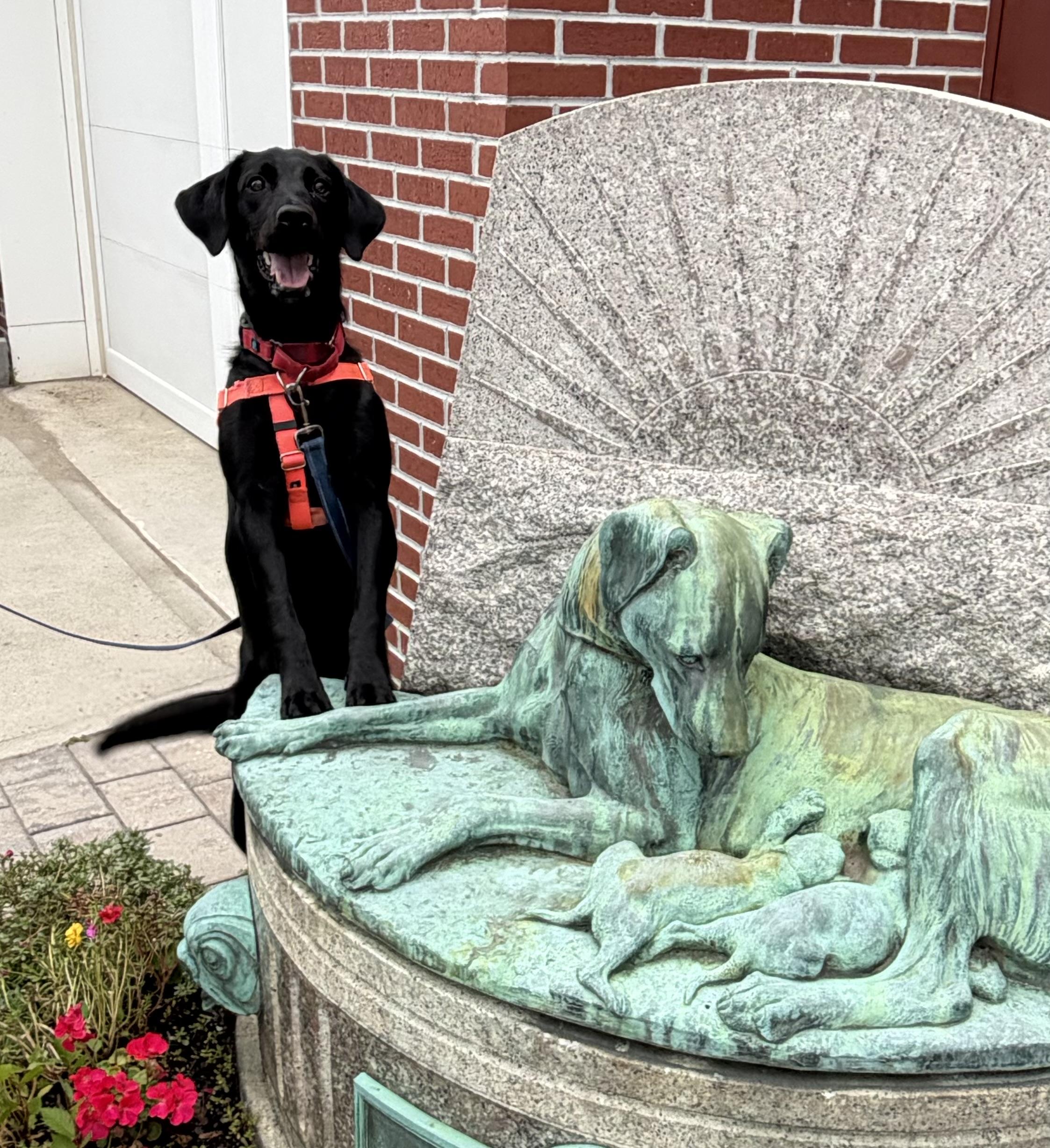 Enlarge Valley, a Adopted Labrador Retriever in New Rochelle, NY image 6/6