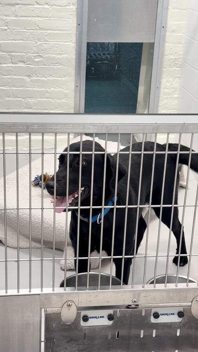 Enlarge Valley, a Adopted Labrador Retriever in New Rochelle, NY video 2/6