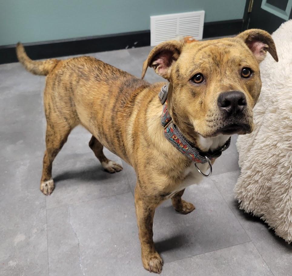 Milton, adopted, Young Male Pit Bull Terrier.