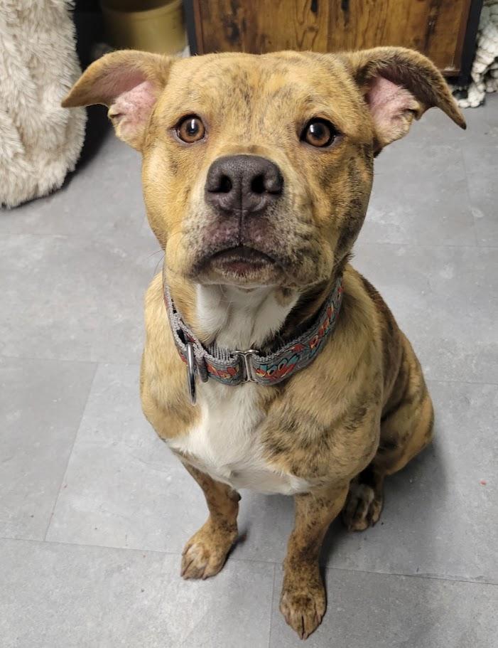 Enlarge Milton, an adopted mixed breed in Lisbon, OH image 2/3