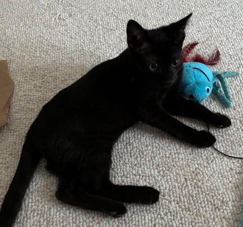 Rudy, Adoptable, Kitten Male Domestic Short Hair.