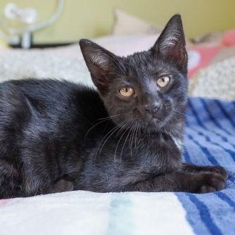 Rudy, a Adoptable Domestic Short Hair in Lenhartsville, PA image 2/5