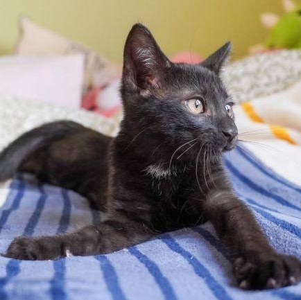 Rudy, a Adoptable Domestic Short Hair in Lenhartsville, PA image 3/5