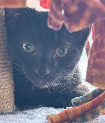 Rudy, a Adoptable Domestic Short Hair in Lenhartsville, PA image 4/5