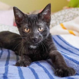 Rudy, a Adoptable Domestic Short Hair in Lenhartsville, PA image 5/5