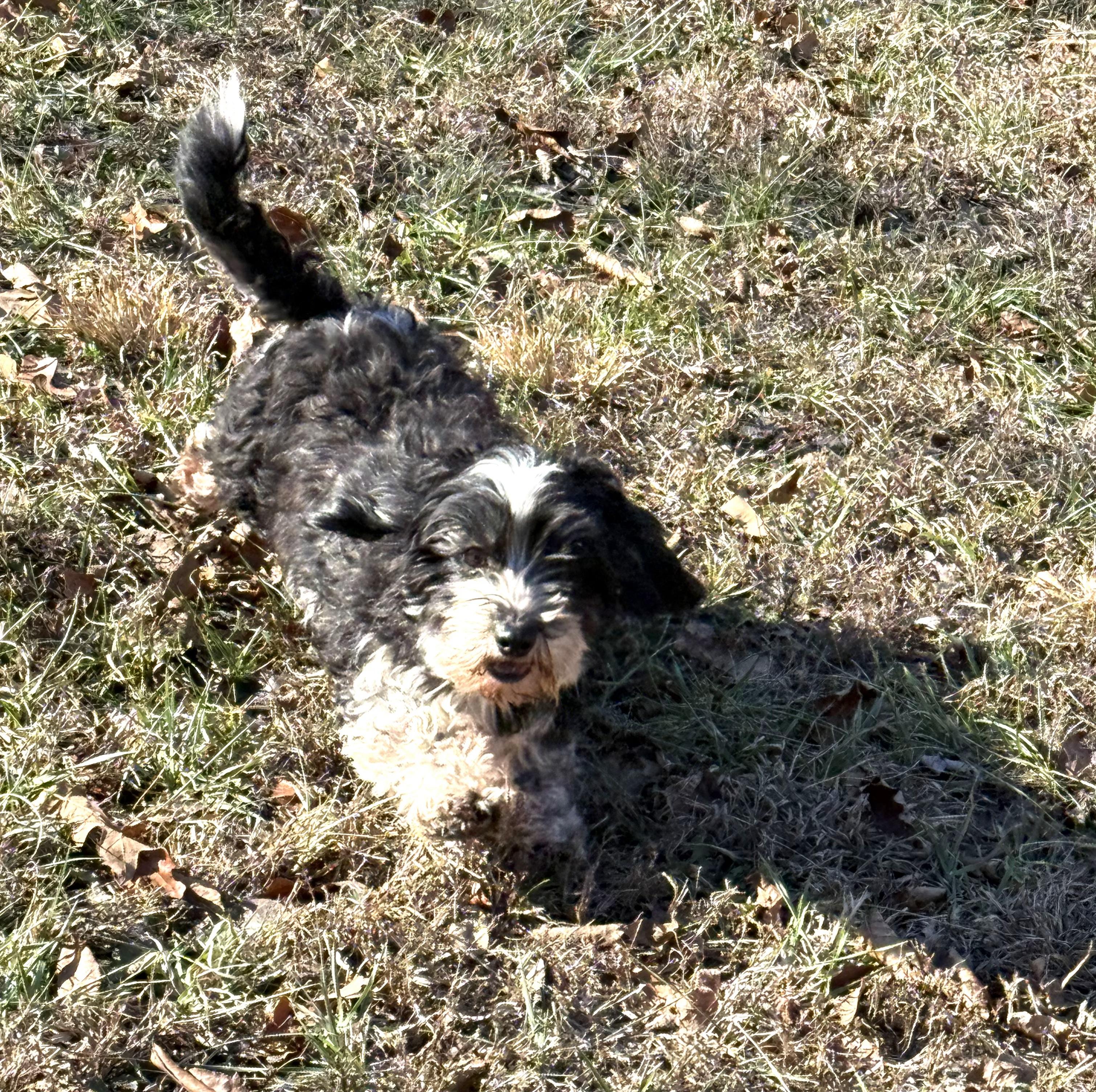 EMMA, adoptable, Adult Female Havanese.