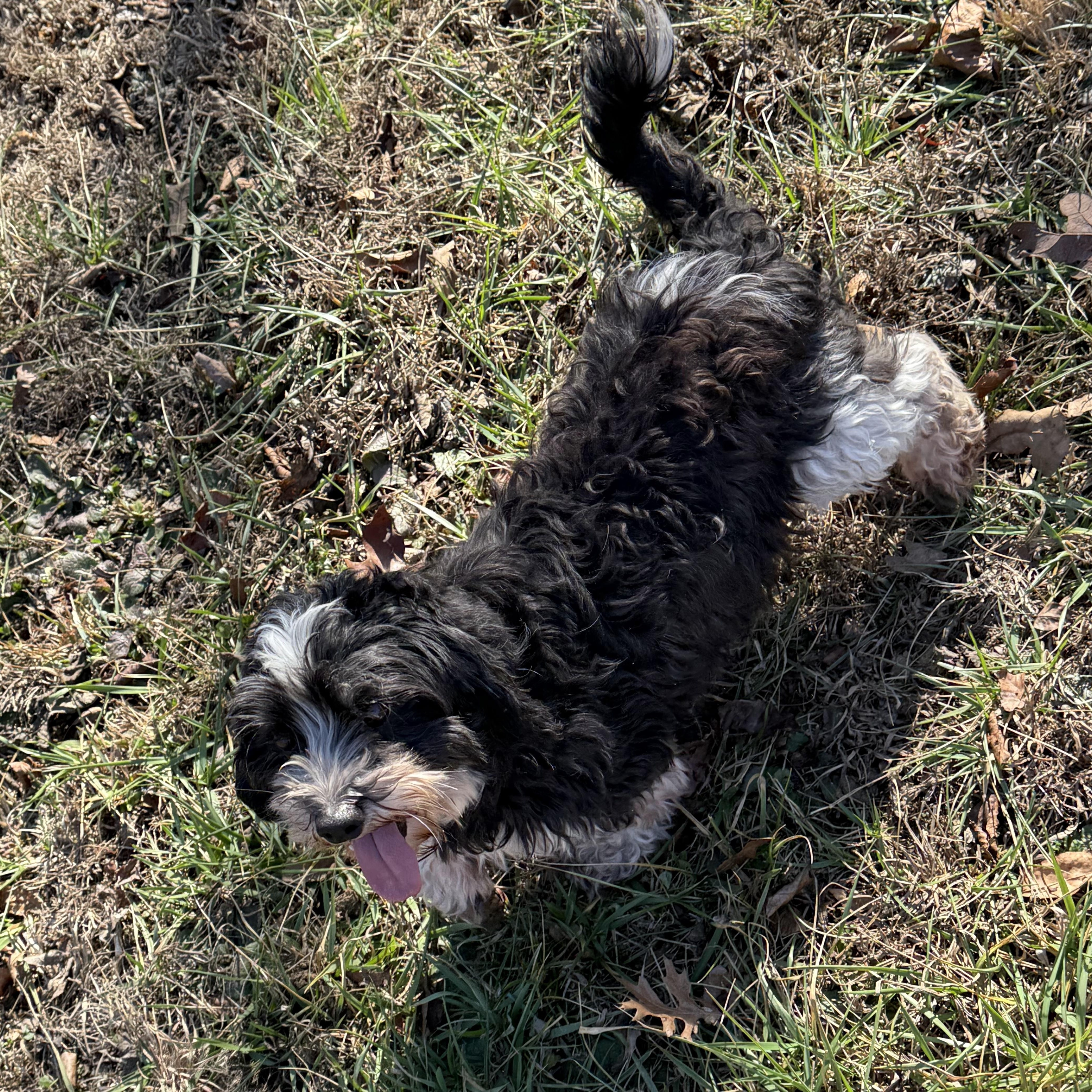 EMMA, an adoptable Havanese in Chicopee, MA image 4/4