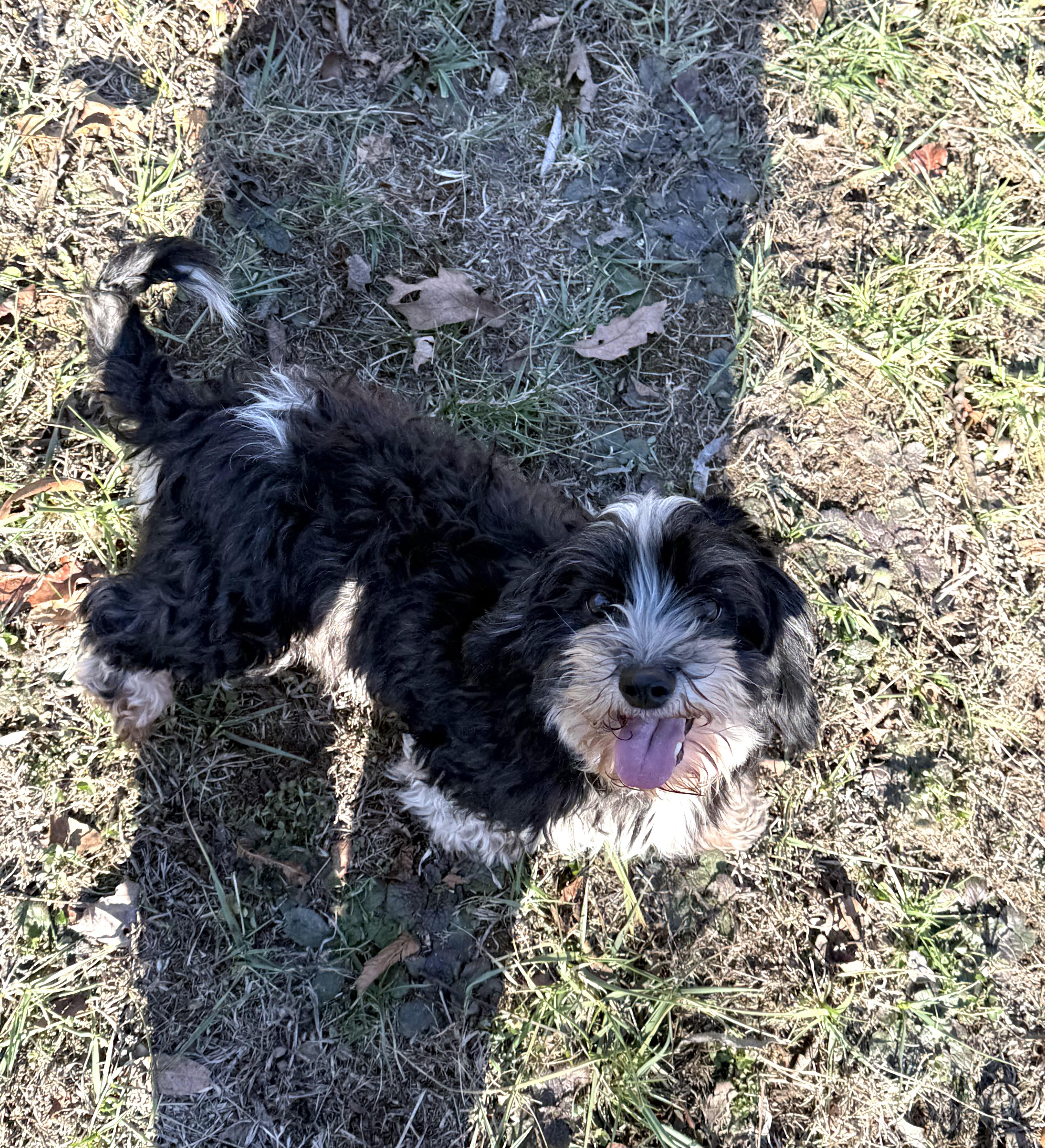 EMMA, an adoptable Havanese in Chicopee, MA image 2/4