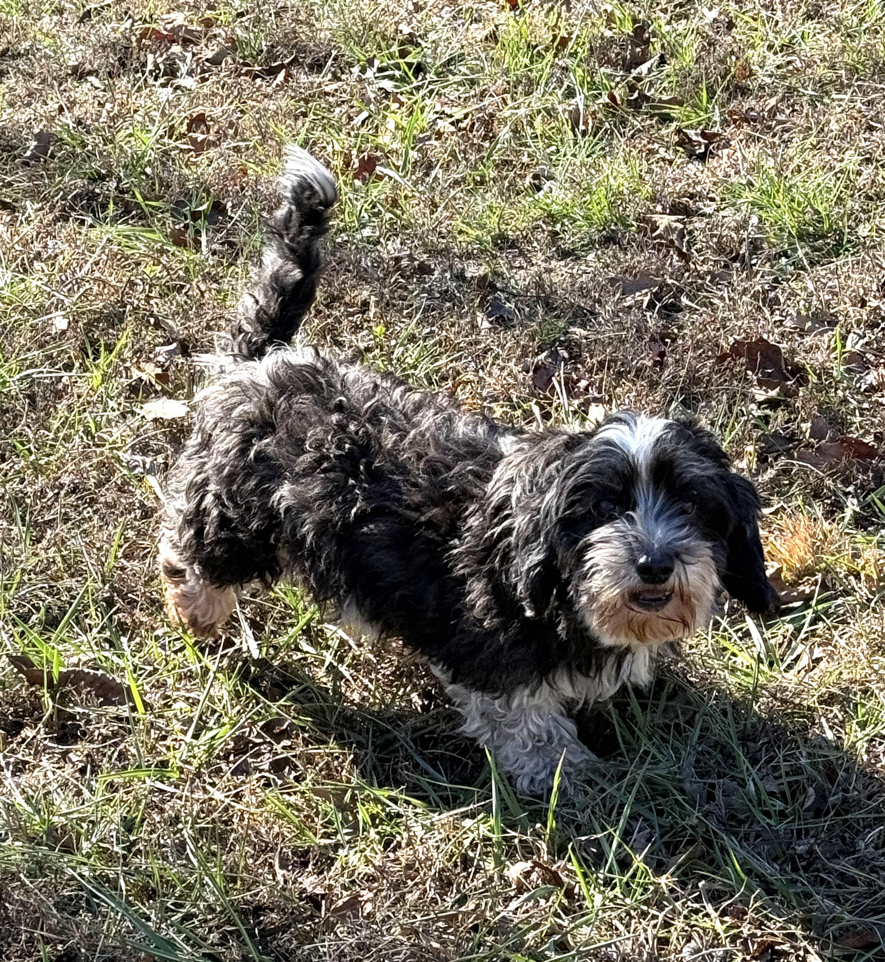 EMMA, an adoptable Havanese in Chicopee, MA image 3/4