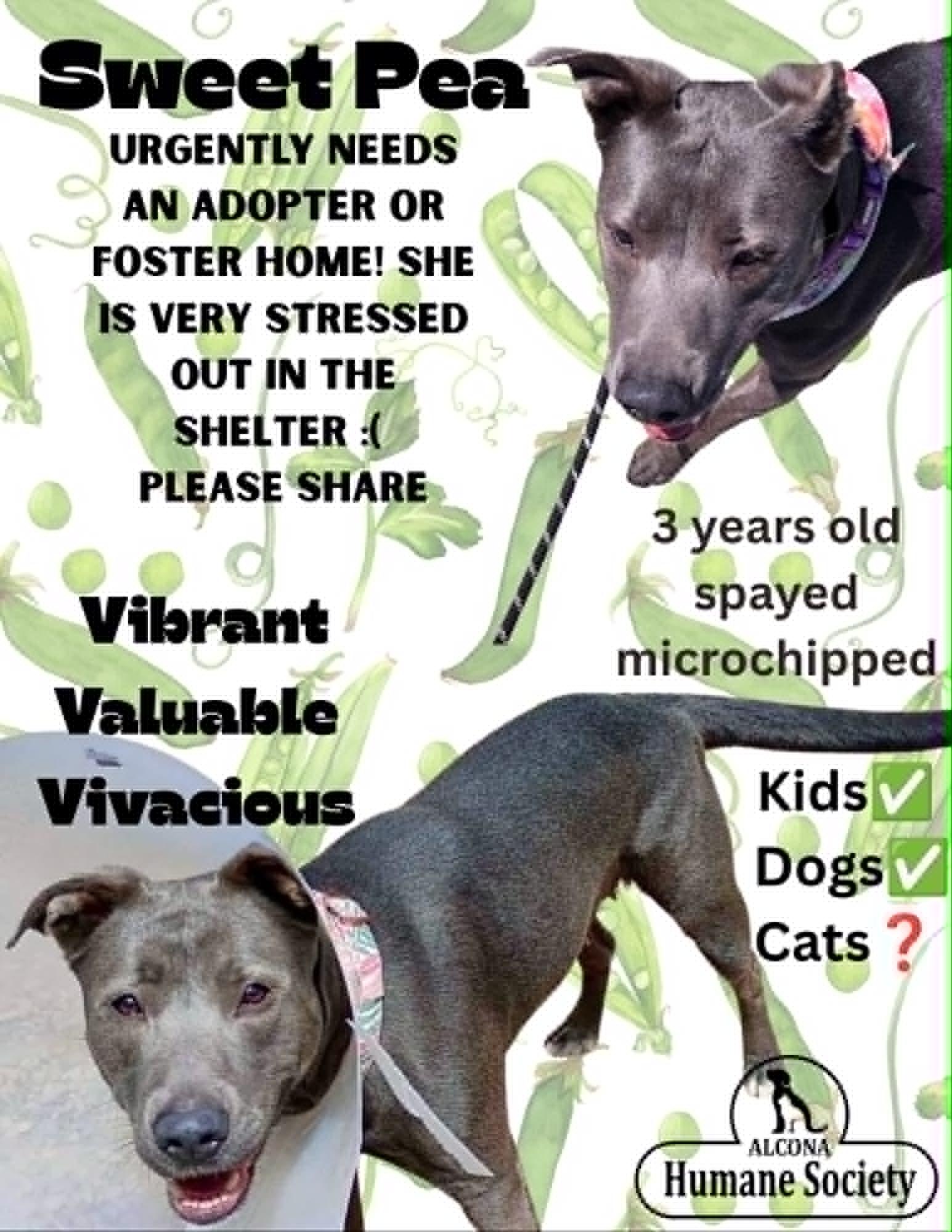 Sweet Pea, ADOPTABLE, Adult Female Pit Bull Terrier.
