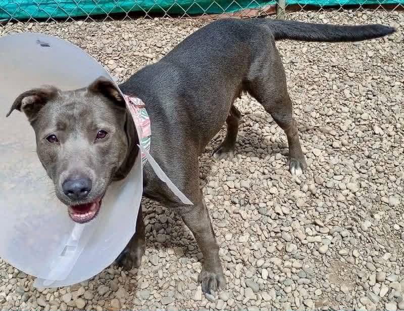 Sweet Pea, a ADOPTABLE Pit Bull Terrier in Lincoln, MI image 2/2