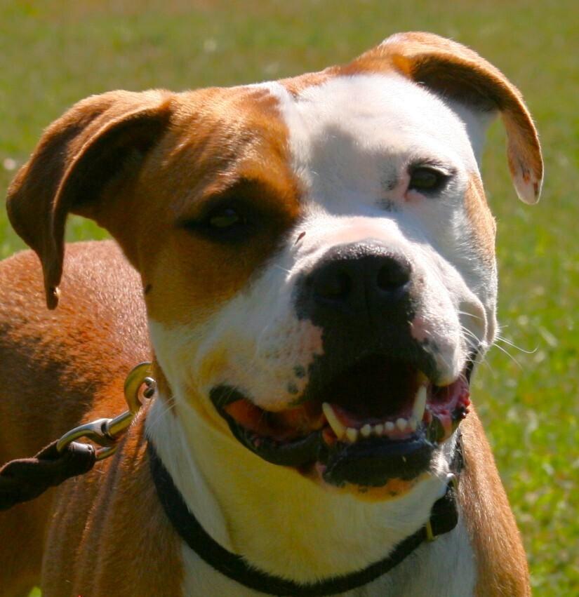 O'Bannon, Adoptable, Adult Male Boxer.