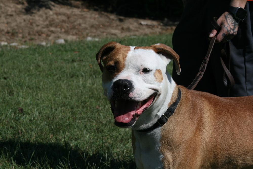 Enlarge O'Bannon, a Adoptable mixed breed in Linton, IN image 2/5