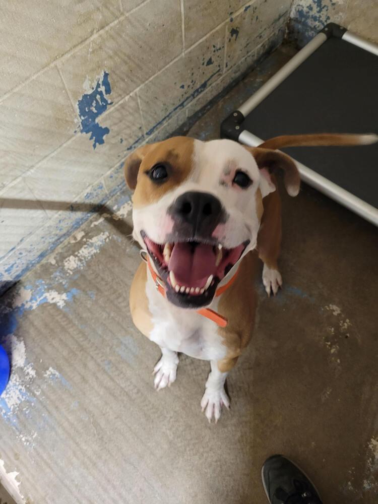 Enlarge O'Bannon, a Adoptable mixed breed in Linton, IN image 3/3