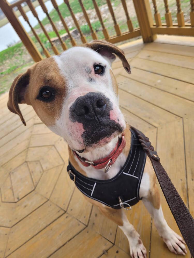 Enlarge O'Bannon, a Adoptable mixed breed in Linton, IN image 4/4