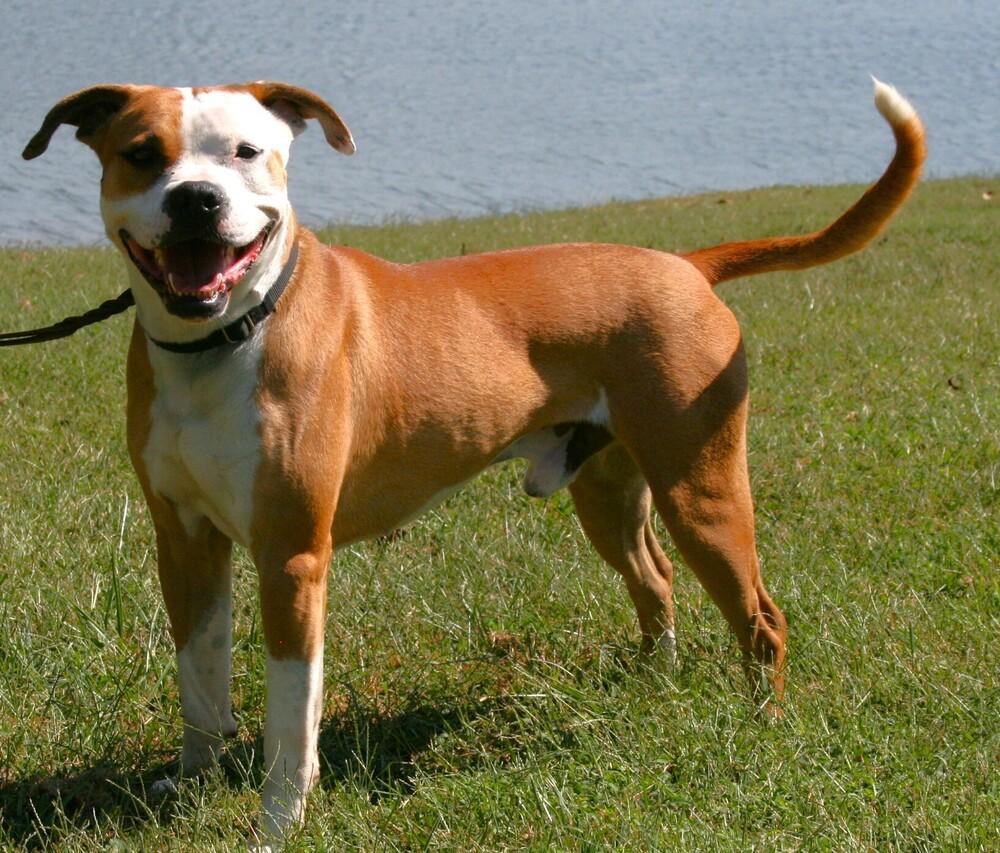 Enlarge O'Bannon, a Adoptable mixed breed in Linton, IN image 4/5
