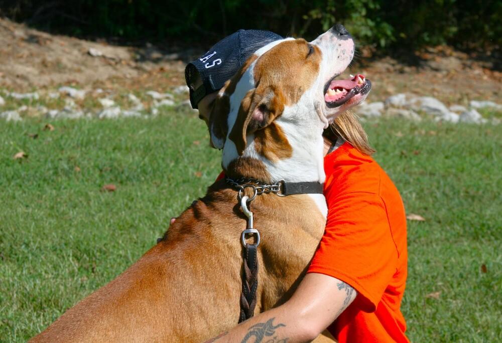 Enlarge O'Bannon, a Adoptable mixed breed in Linton, IN image 5/5