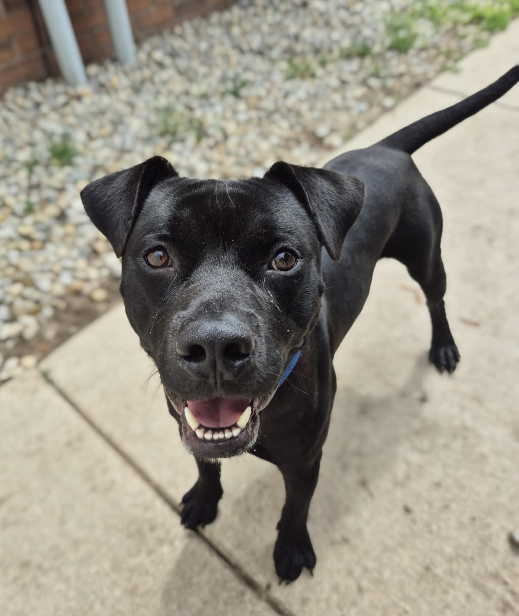 Berry, an adoptable Black Labrador Retriever, American Staffordshire Terrier in Bellaire, MI, 49615 | Photo Image 1